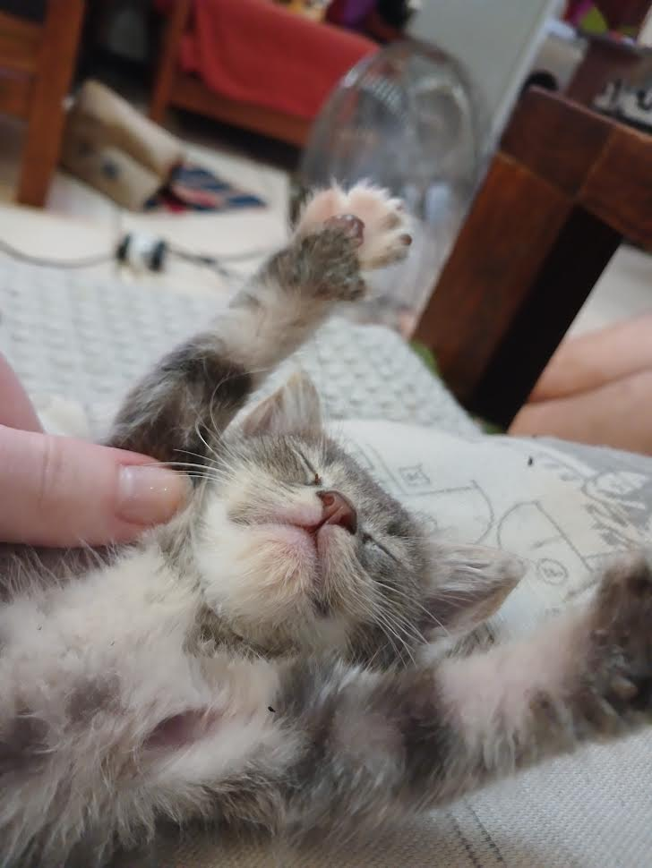 Image posted by OnlyMutt