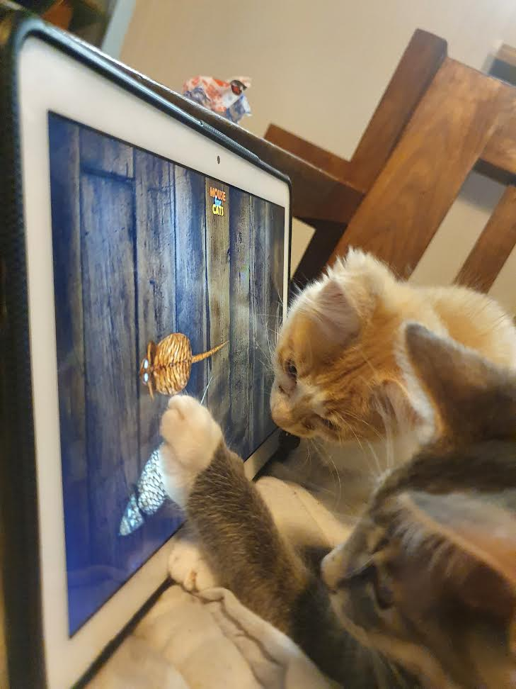 Image posted by OnlyMutt