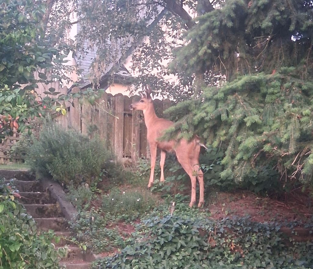 Image posted by A.Stranger