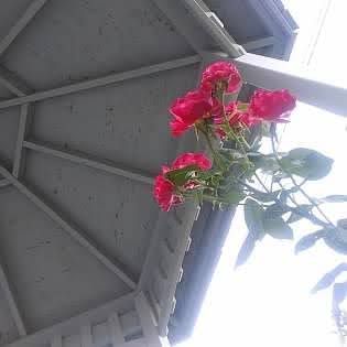 Image posted by A.Stranger