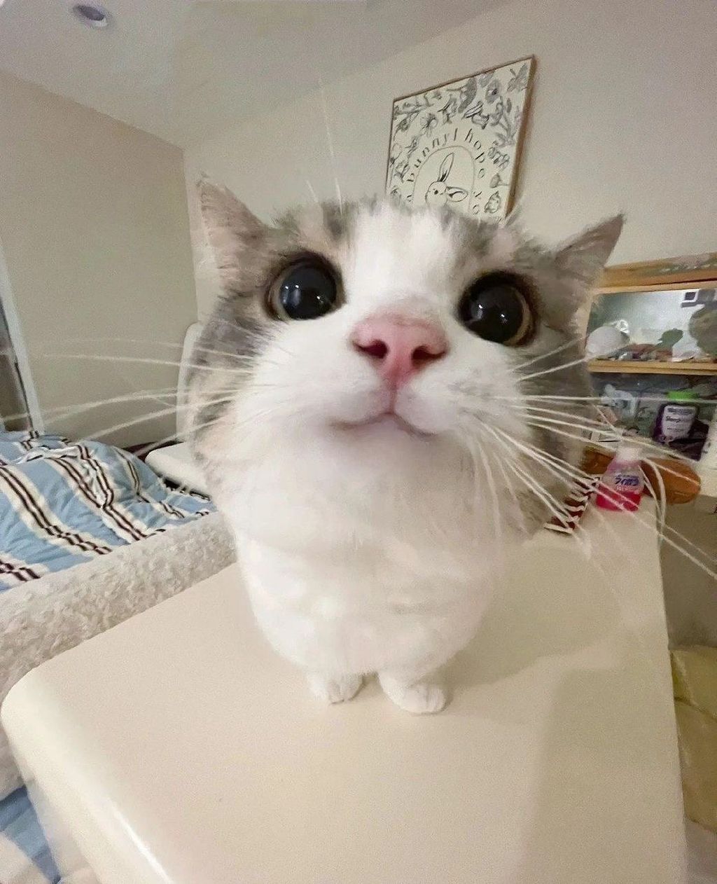 Image posted by moon