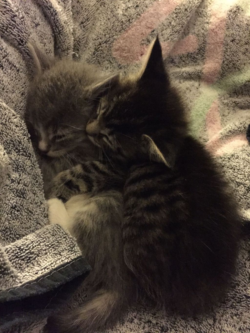 Image posted by daily cats
