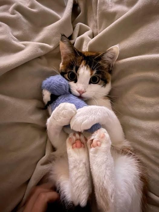 Image posted by daily cats