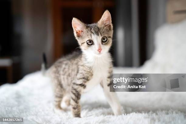 Image posted by daily cats