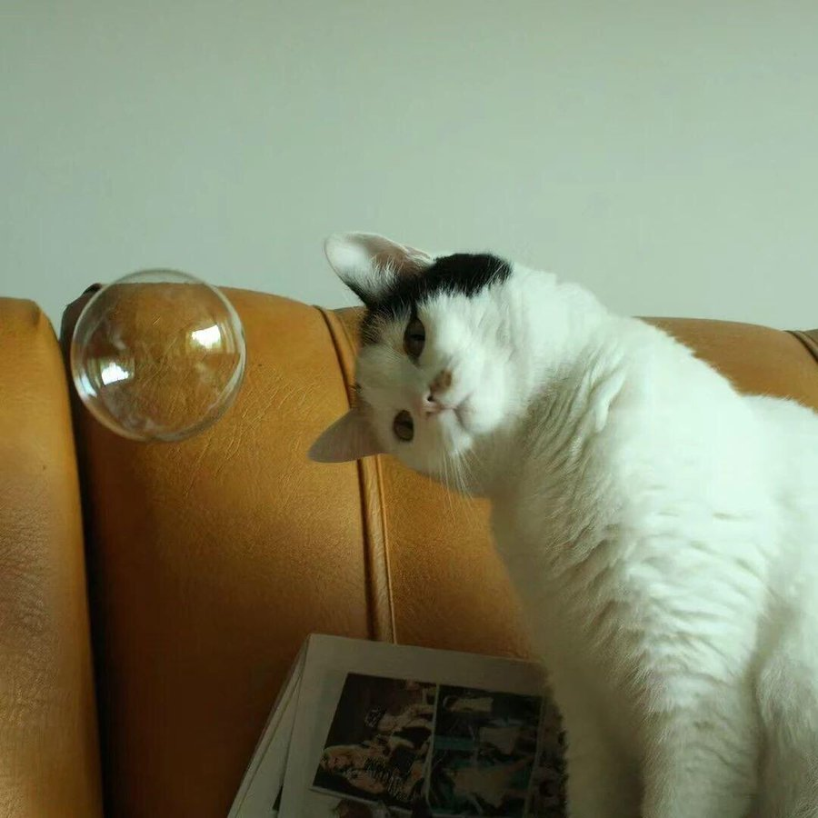 Image posted by daily cats