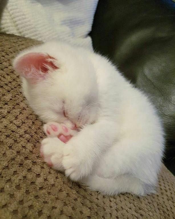 Image posted by daily cats