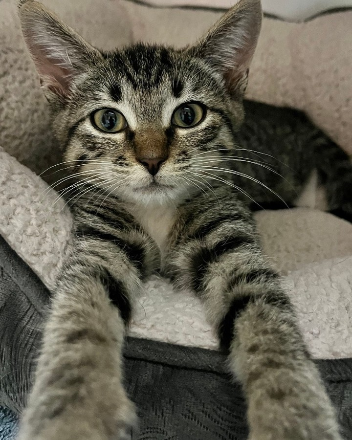 Image posted by daily cats